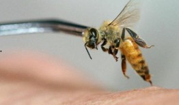 蜂蛰在线观看,揭秘神秘蜂群世界的惊险之旅