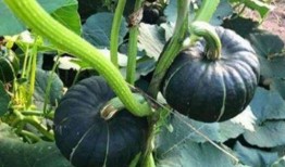 韩城吃瓜事件网红是谁,揭秘网红背后的真相