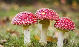 吃瓜黑料爆料蘑菇视频,揭秘娱乐圈吃瓜黑料背后的真相