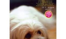 狗狗心事在线观看,窥探宠物内心世界的温暖之旅