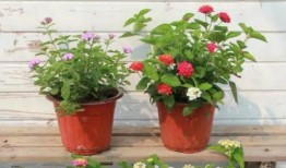 神评哥最近爆料新闻视频,最新爆料新闻视频幕后真相