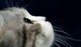 娱乐吃瓜君猫猫生日歌,萌宠欢唱，共庆猫界盛事