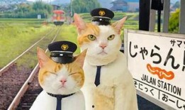 娱乐吃瓜君猫猫生日歌,萌宠欢唱，共庆猫界盛事