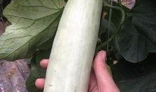 都有哪些网红吃瓜事件,揭秘网络红人的幕后风云