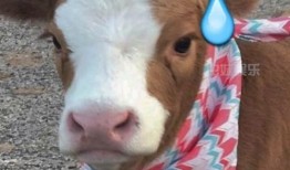 娱乐吃瓜酱小象,揭秘娱乐圈那些不为人知的幕后故事