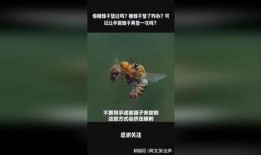 蜂蛰在线观看,揭秘神秘蜂群世界的惊险之旅