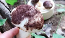 吃瓜黑料爆料蘑菇视频,揭秘娱乐圈吃瓜黑料背后的真相